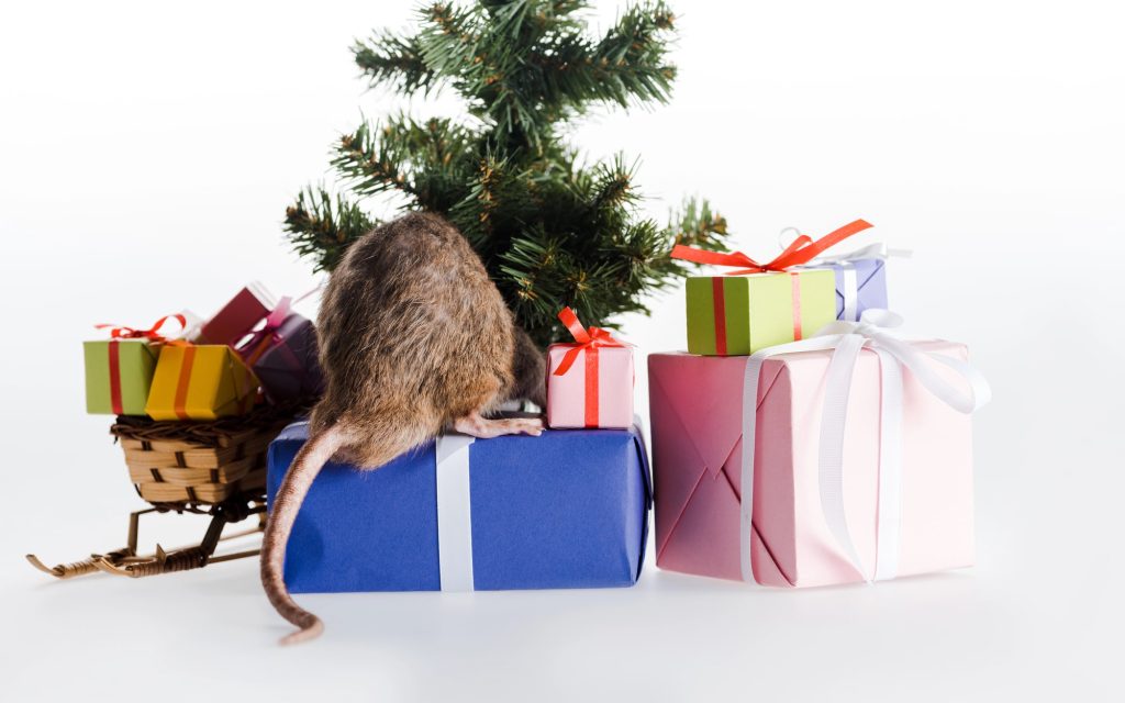 Rat at Christmas